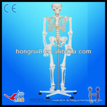 ISO Advanced Medizinische Anatomie Life-size180cm hohe menschliche Skelette Modell